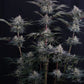 Mendo Frost Auto | Fast Buds