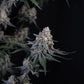 Guava Sundae Auto | Fast Buds