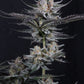 Mendo Guava Auto | Fast Buds