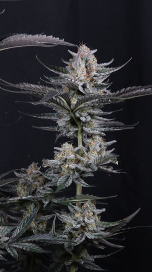 Mendo Guava Auto | Fast Buds