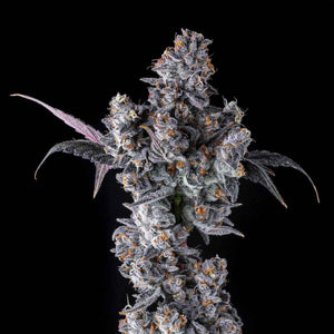 French Lotus | Maven Genetics