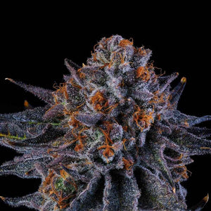 Tea Time | Wizard Trees