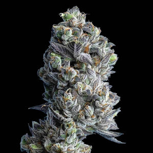 Gold Linens (Regulär) | Maven Genetics