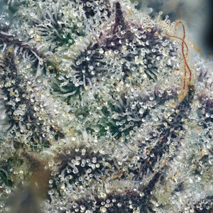 Apples and Diamonds (Regulär) | Maven Genetics