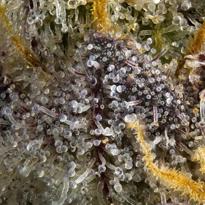 Blue Lotus S1 | Maven Genetics