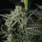 Banana Guava Auto | Fast Buds