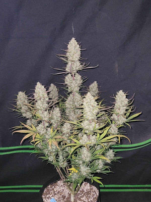 Tropicana Cookies Auto | Fast Buds