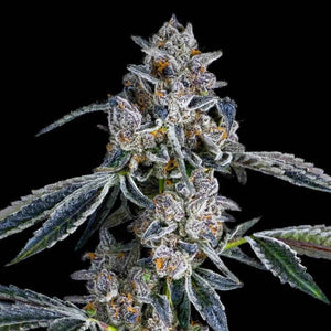 Blue Dashí | Maven Genetics