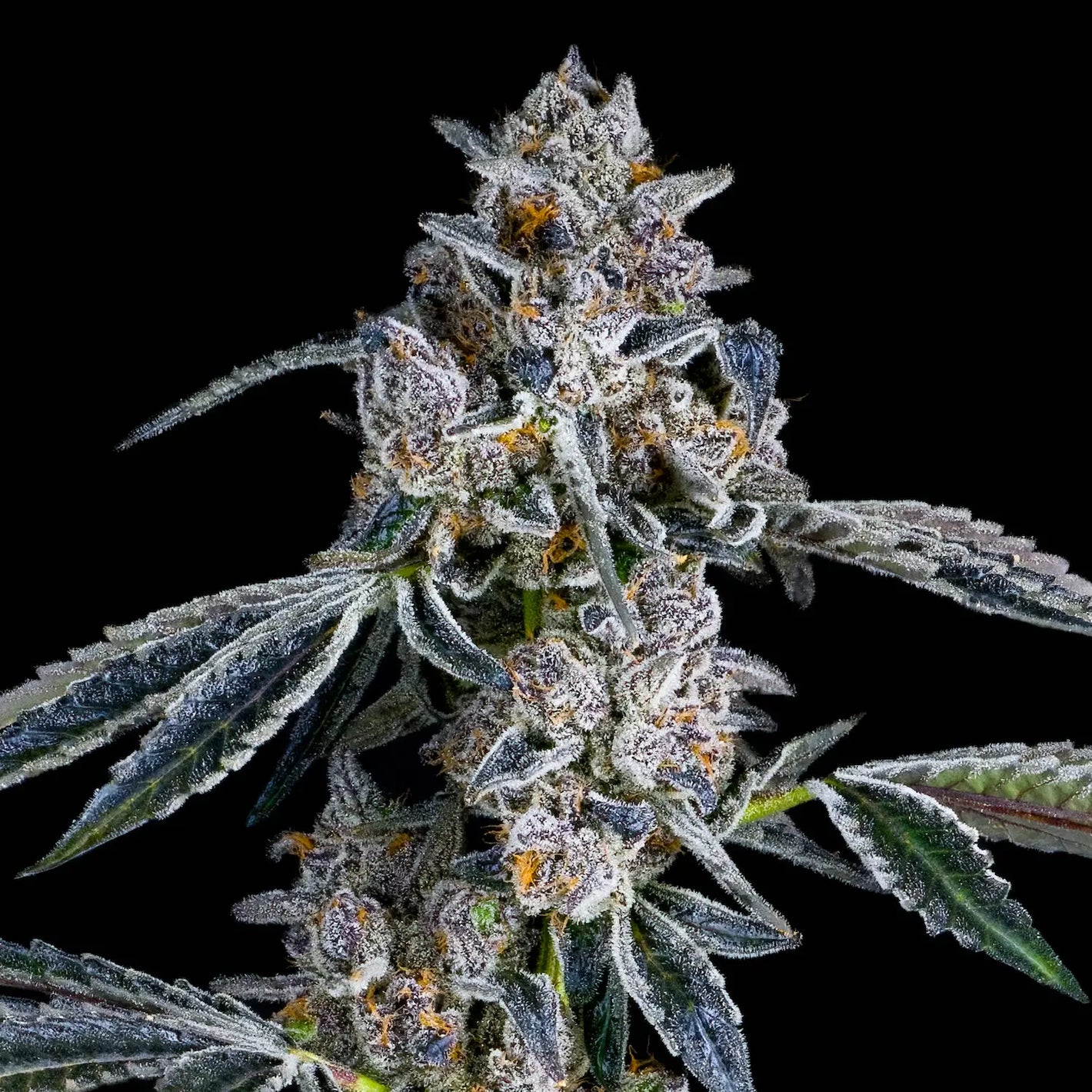 Blue Dashí
