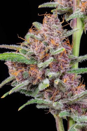 Gorilla Punch Auto | Fast Buds