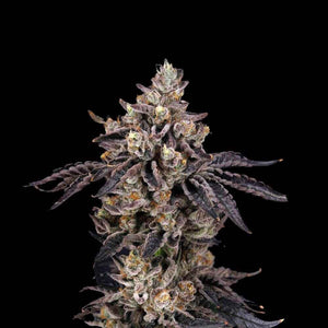Bens & Cherry | Nine Weeks Harvest