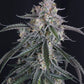 GMO Auto | Fast Buds