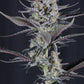 Mendo Guava Auto | Fast Buds