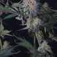 Lemon Tree Auto | Fast Buds