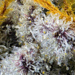 Golden Ticket (Regulär) | Maven Genetics
