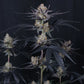 Guava Runtz Auto | Fast Buds