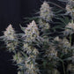 Guava Sundae Auto | Fast Buds
