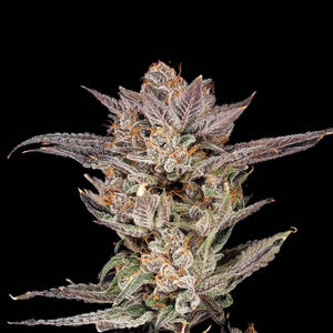 Mylar Magic 2.0 | Nine Weeks Harvest