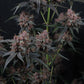 Mango Cherry Runtz Auto | Fast Buds