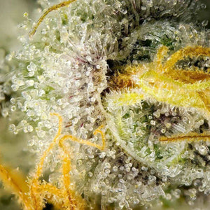 Pina Sangria (Regulär) | Maven Genetics