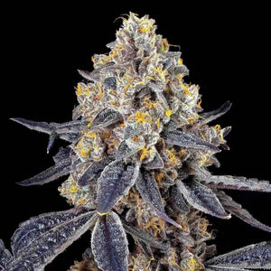 Golden Ticket (Regulär) | Maven Genetics