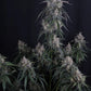 GMO Auto | Fast Buds