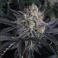 Mendo Frost Auto | Fast Buds
