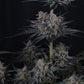Mendo Guava Auto | Fast Buds