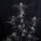 Mendo Frost Auto | Fast Buds