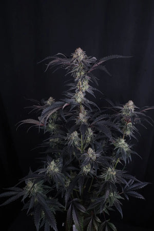 Mendo Frost Auto | Fast Buds