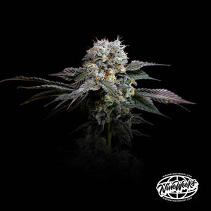 Hash Drip | Nine Weeks Harvest