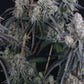 Pineapple OG Auto | Fast Buds