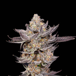 Dirty Girl | Nine Weeks Harvest