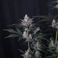 Mendo Guava Auto | Fast Buds