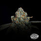 Dirty Grape