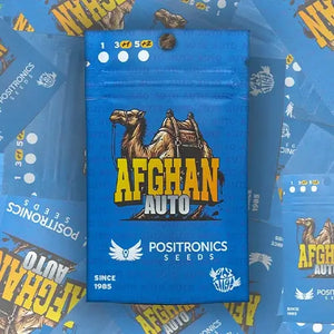 Afghan Auto | Positronics Seeds