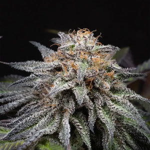 Alien Cookies Fast Version | Positronics Seeds