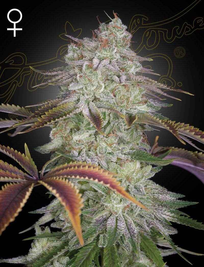 Alienz | Green House Seeds