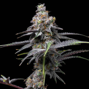 Animal Cake x Hollywood | Cookies Seeds