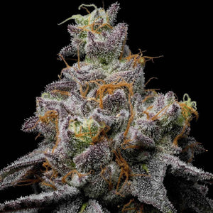 Animal Cake x Hollywood | Cookies Seeds