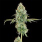 Blucci OG | Grounded Genetics