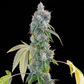 Blucci OG | Grounded Genetics