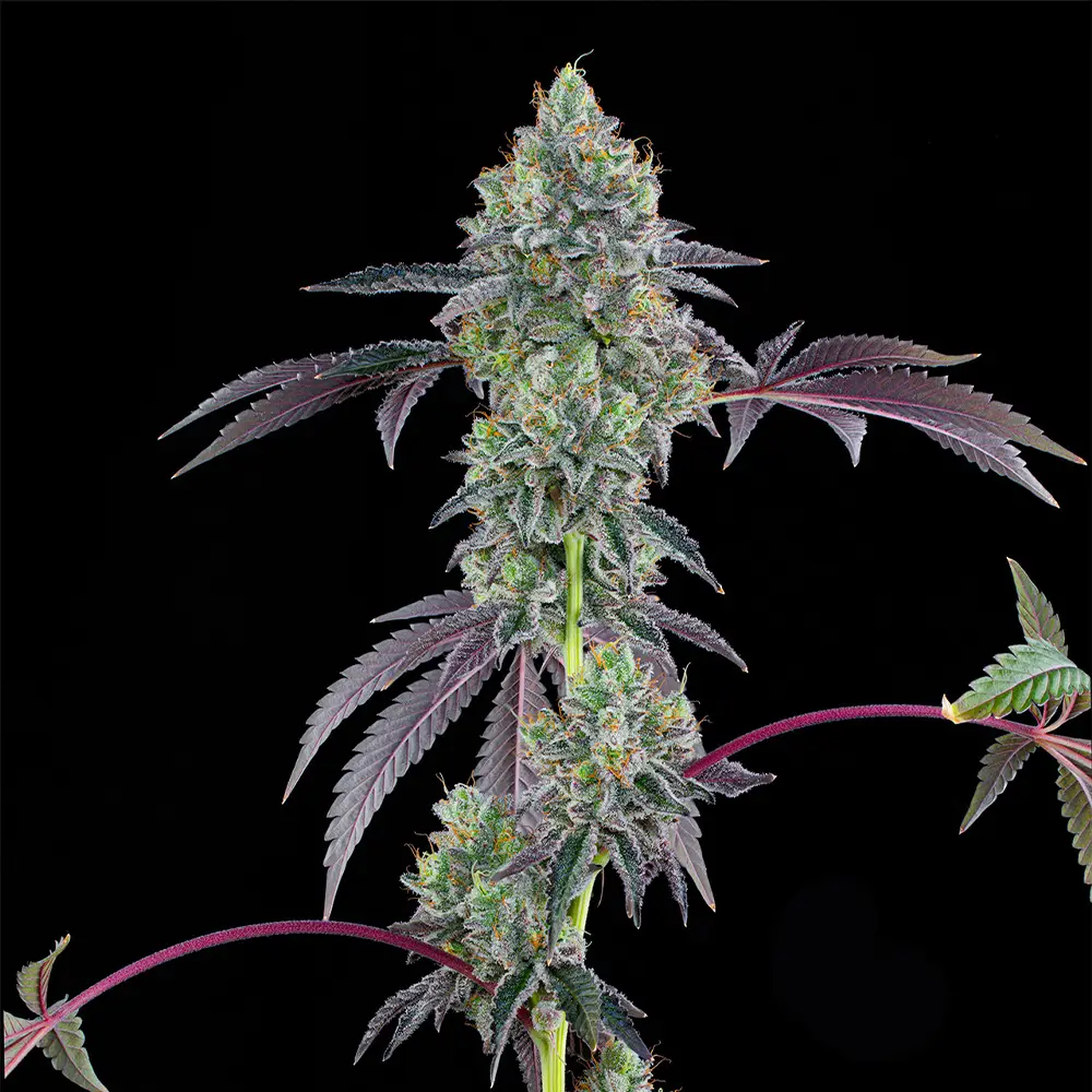 Blucci OG | Grounded Genetics