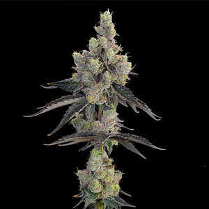 Blue Chiesel | Grounded Genetics