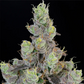 Blue Chiesel | Grounded Genetics