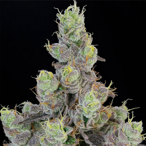 Blue Chiesel | Grounded Genetics