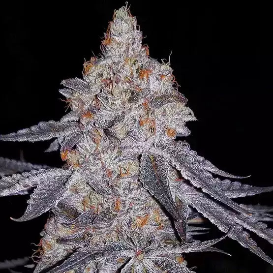 Banana Daddy R1 | Ethos Genetics