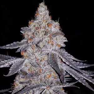 Banana Daddy R1 | Ethos Genetics