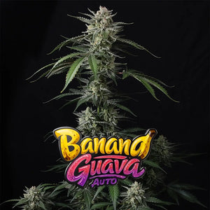 Banana Guava Auto | Fast Buds