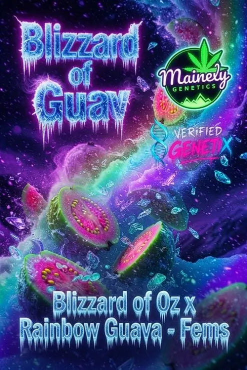 Blizzard of Guav | Mainely Genetics